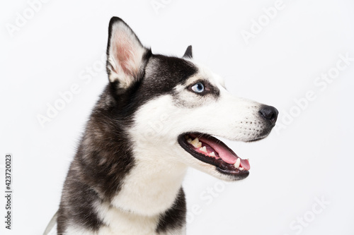 Fototapeta Naklejka Na Ścianę i Meble -  Young husky dog over white background