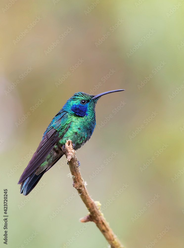 Green Violet-ear hummingbird (Colibri thalassinus) perched on a mossy branch in Costa Rica
