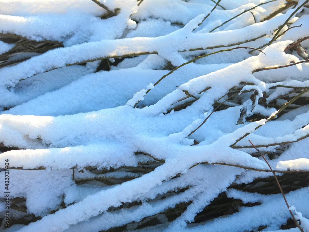 brushwood, sawn branches under the snow lie in winter brushwood, sawn branches under the snow lie in winter