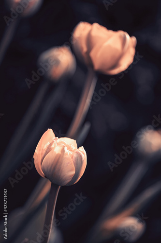 Sezon wiosenny z kwitnącymi tulipanami w ogrodzie. Tulipany botaniczne w odmianach na ciemnym tle.