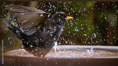 Amsel badet wild in Trinkschale