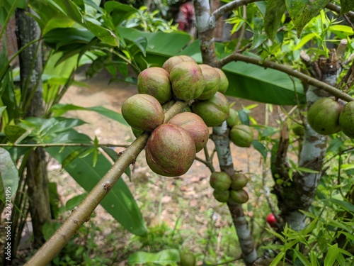 phaleria macrocarpa fruit in tropical nature borneo photo