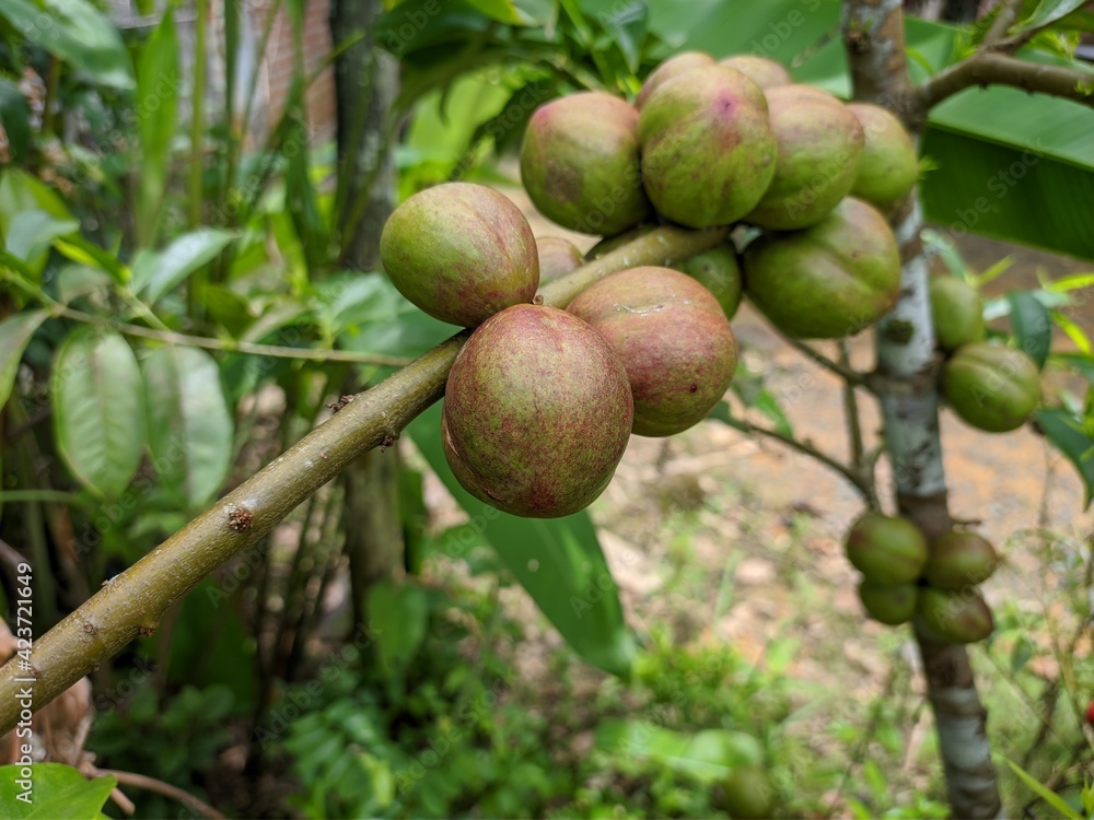 phaleria macrocarpa fruit in tropical nature borneo phaleria macrocarpa fruit in tropical nature borneo