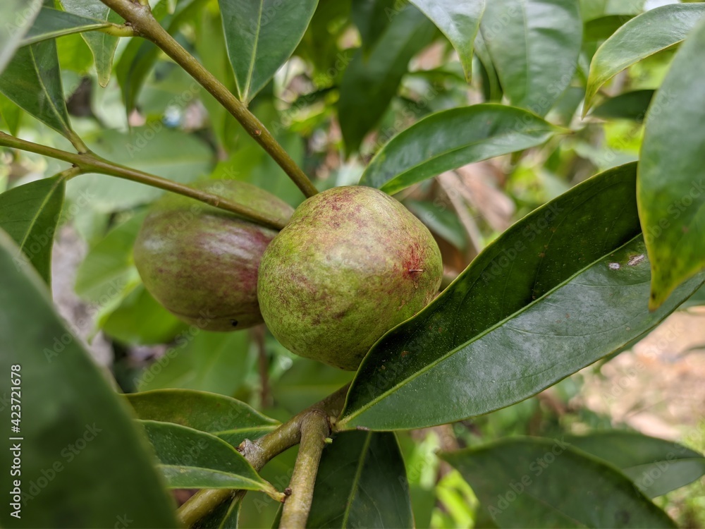 phaleria macrocarpa fruit in tropical nature borneo phaleria macrocarpa fruit in tropical nature borneo