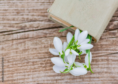 Fototapeta Naklejka Na Ścianę i Meble -  a bouquet of snowdrops lies in an old closed book on a wooden table