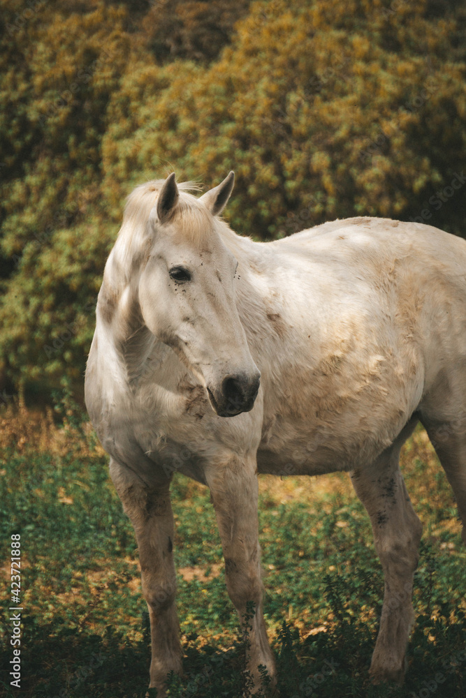 Obraz premium horse in the field