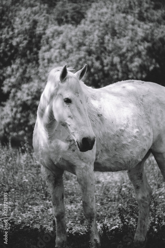 white horse 