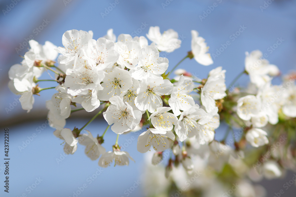 branch covered with small white spring flowers on a background with heavenly sky