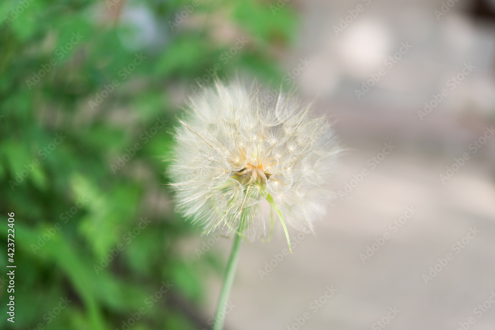 
Dry dandelion close up on green background