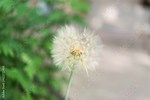  Dry dandelion close up on green background
