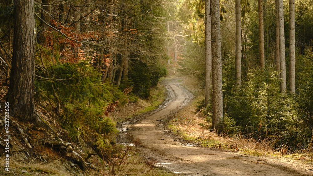 Obraz premium Schöner sonniger Waldweg