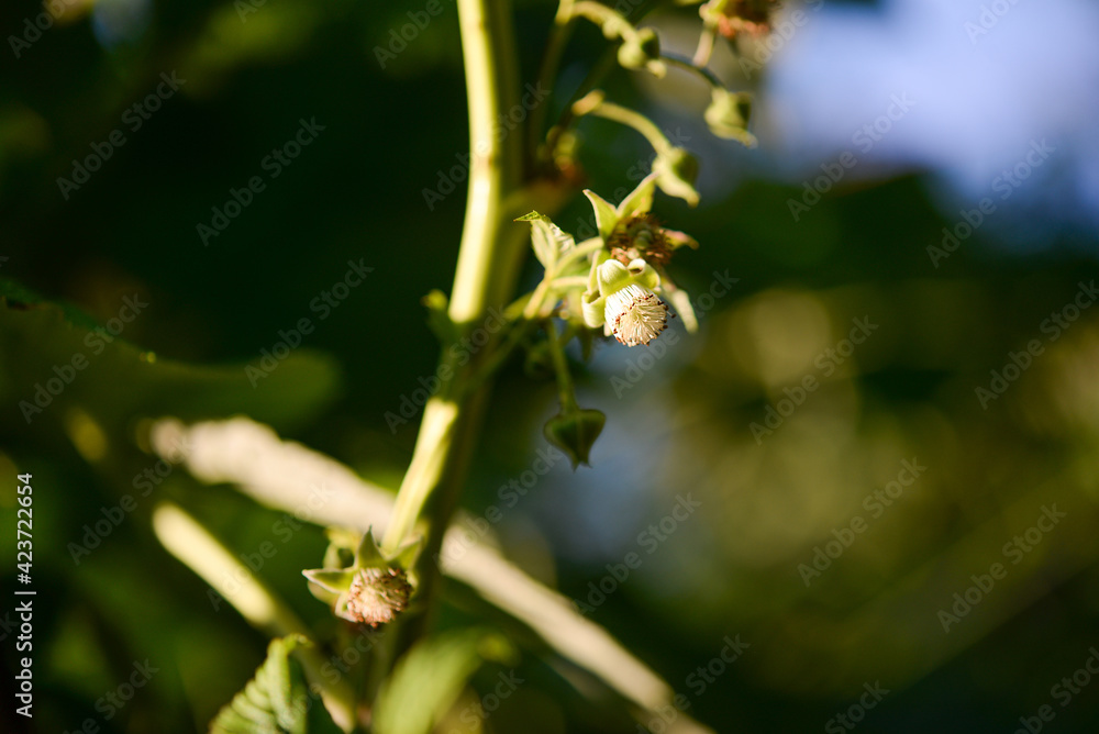 Fototapeta premium Raspberry flower on a bush