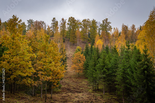 Beautiful and mysterious Pokaini forest with coloful leaves during cloudy autumn day