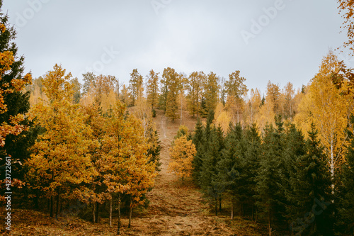Beautiful and mysterious Pokaini forest with coloful leaves during cloudy autumn day