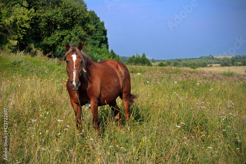 young brown horse close-up stands on the field among the grass in the summer. Beautiful landscape of the field.