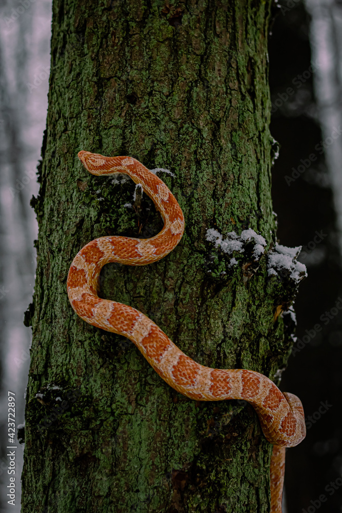 Snake in snow Snake in snow