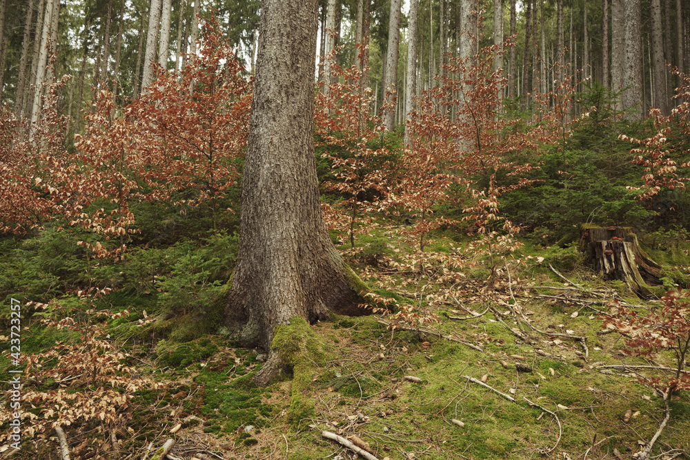 schöne Waldboden im Frühling schöne Waldboden im Frühling
