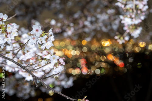 夜桜と街明かり