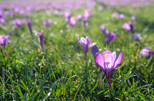 Spring is coming: Crocus in full bloom