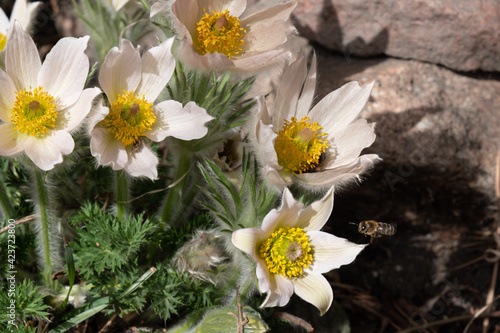 early spring flowering of Pulsatilla