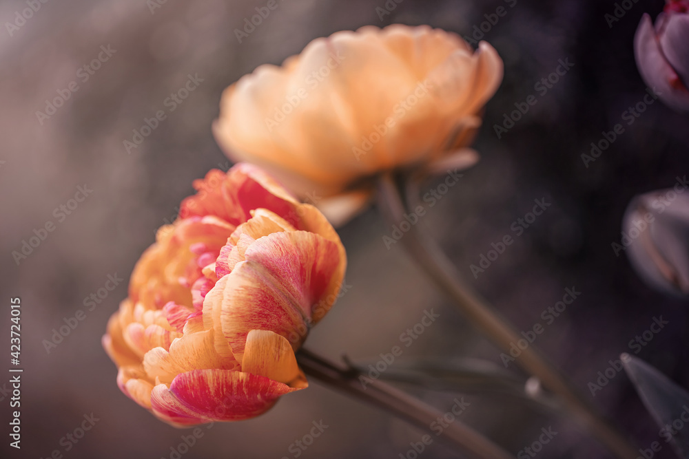 Kwiat pomarańczowy, tulipan, rozmyte tło - obrazy, fototapety, plakaty 