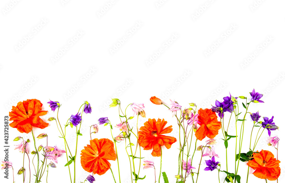 floral border of aquilegia flowers and red poppies isolated on a white background with a copy space
