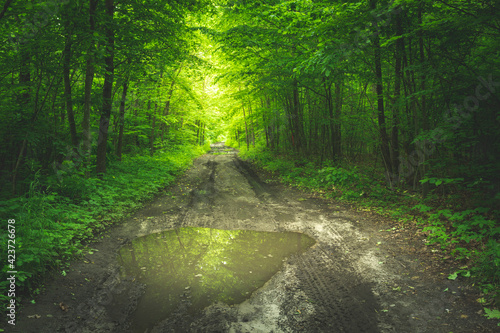 Puddle on the dirt road in the forest