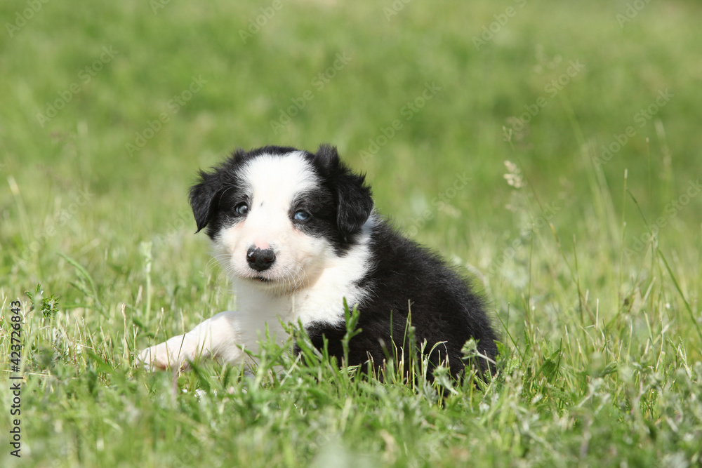 Amazing border collie puppy looking at you Amazing border collie puppy looking at you