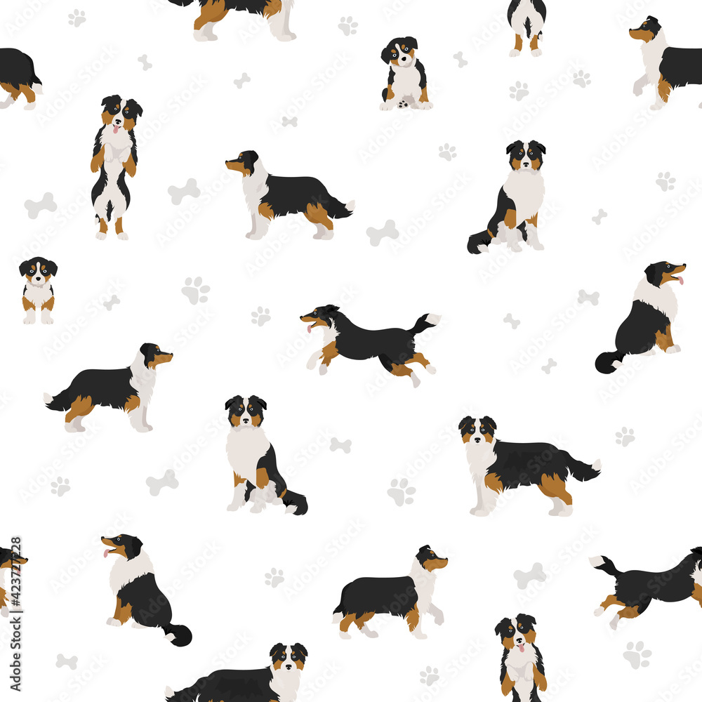 Australian shepherd dog seamless pattern. Different variations of coat color set