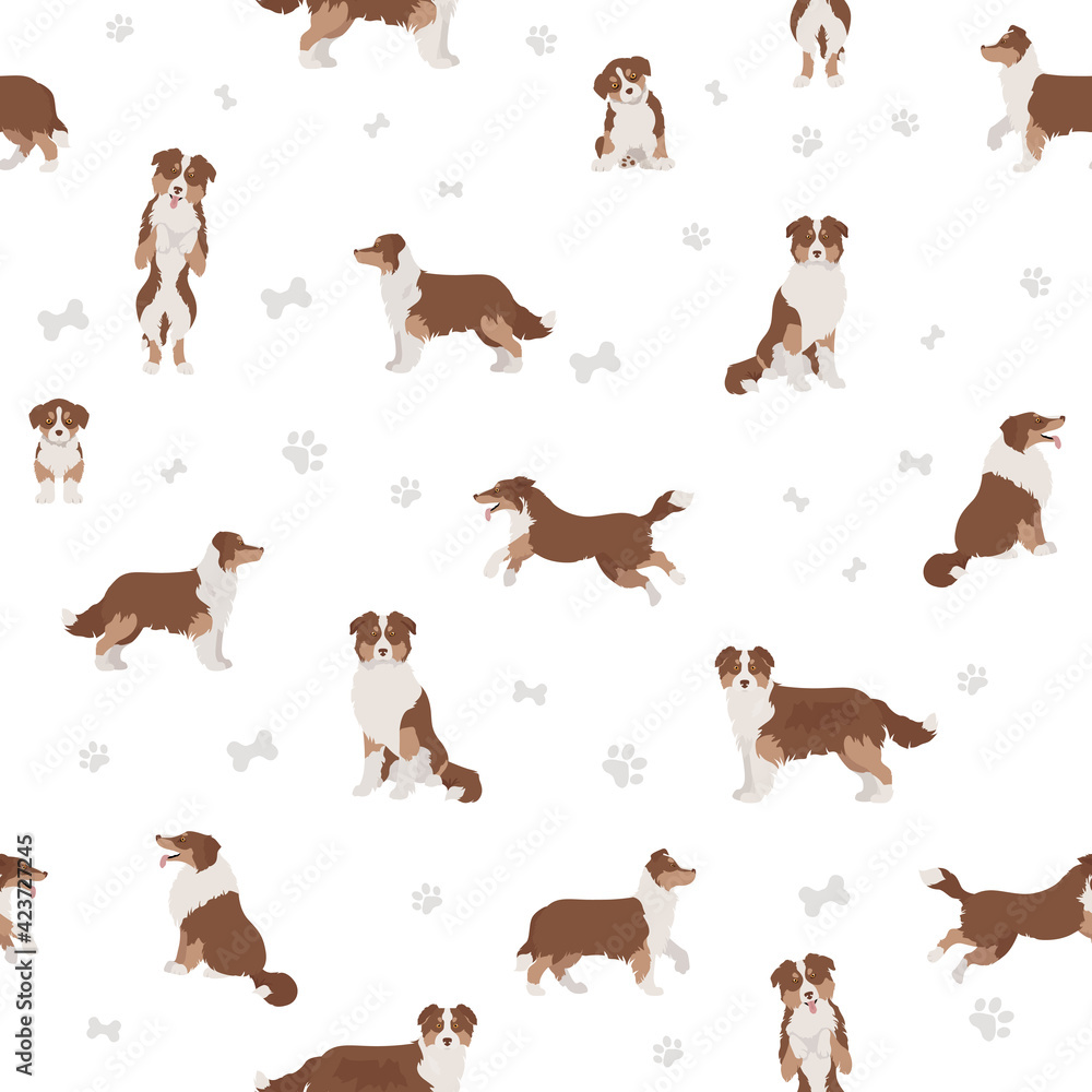 Australian shepherd dog seamless pattern. Different variations of coat color set