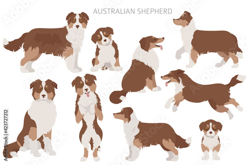 Australian shepherd dogs set. Color varieties, different poses. Dogs infographic collection