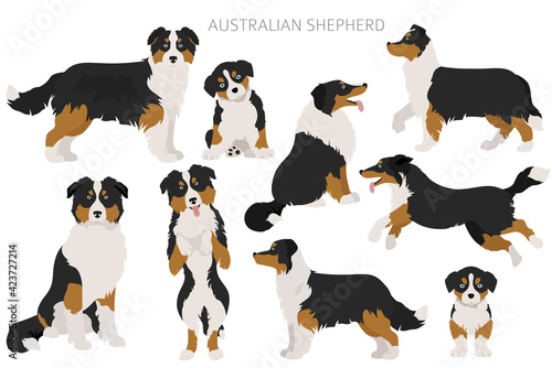 Australian shepherd dogs set. Color varieties, different poses. Dogs infographic collection