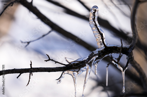 Fancy icicles on a tree branch. Selective focus.