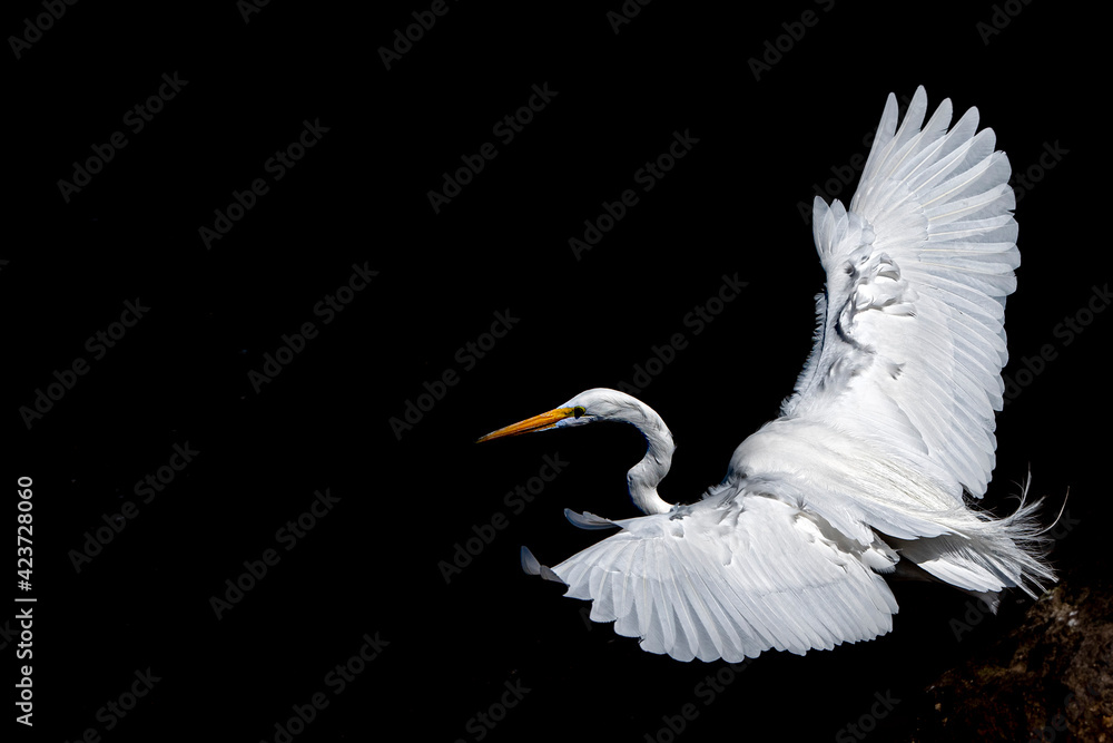white egret portrait isolated on black background - obrazy, fototapety, plakaty 