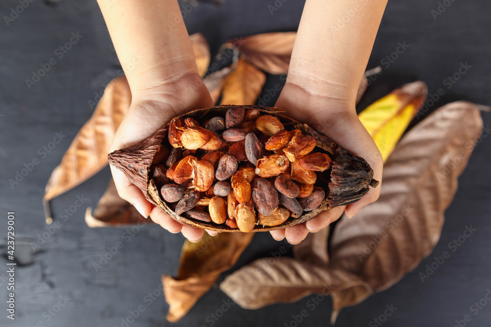 Dry cocoa beans on hand