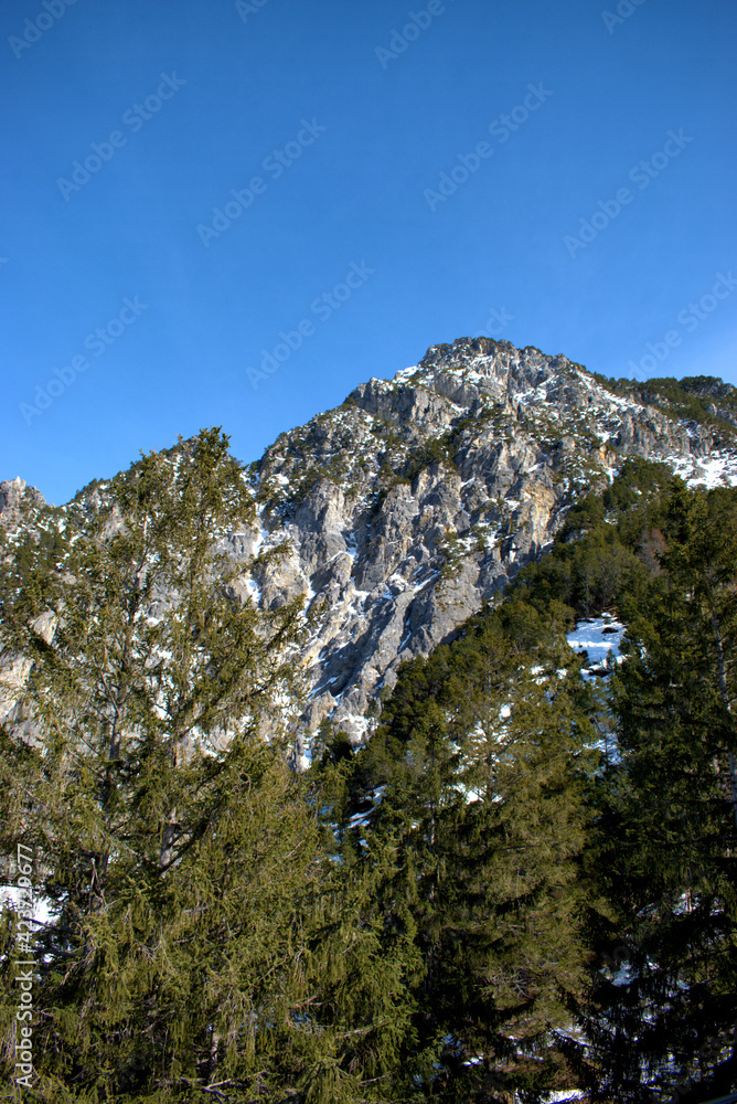 Trees in the alps in Liechtenstein 19.2.2021 Trees in the alps in Liechtenstein 19.2.2021
