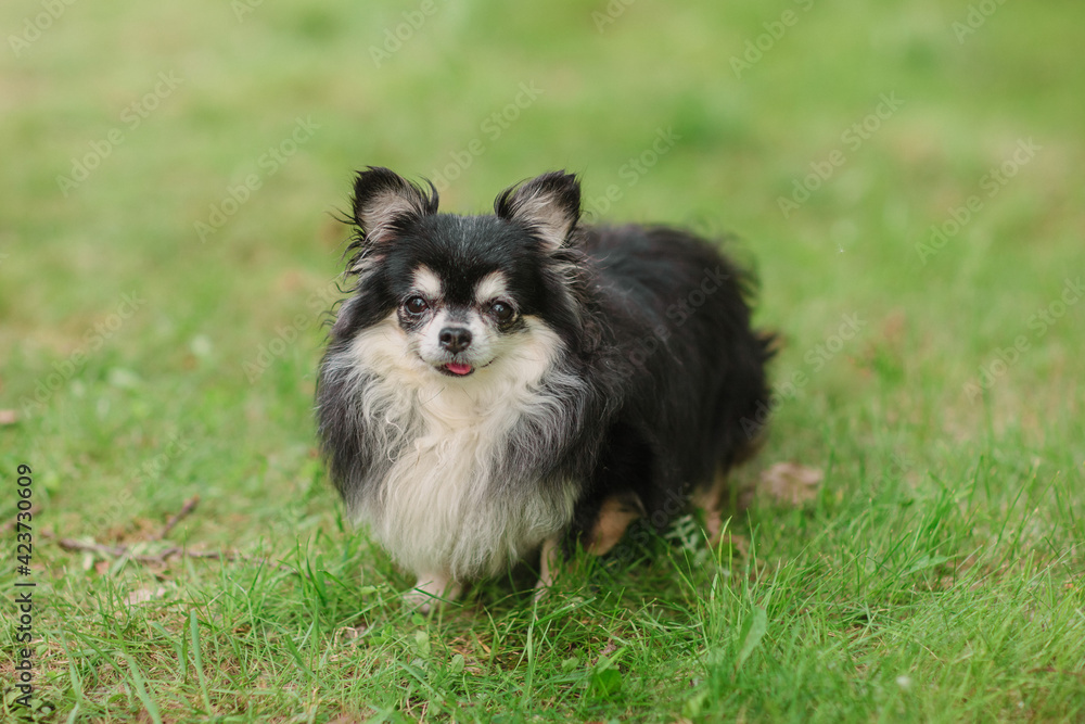 Cute small tricolour dog, longhaired chi hua hua, friendly looks into the camera Cute small tricolour dog, longhaired chi hua hua, friendly looks into the camera