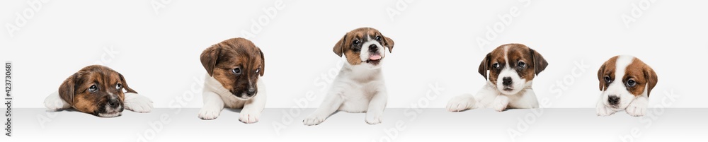 Young dog posing. Cute puppy or pet posing happy isolated on white studio background. Studio photoshots. Creative collage of different breeds of dogs. Flyer for your ad. - obrazy, fototapety, plakaty 