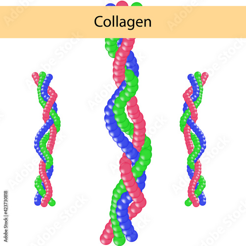 Collagen is an important component of human skin for study. used in cosmetology. medical elements