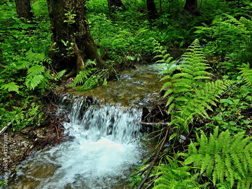 Vászonkép Czech Republic-view of the brook in forest