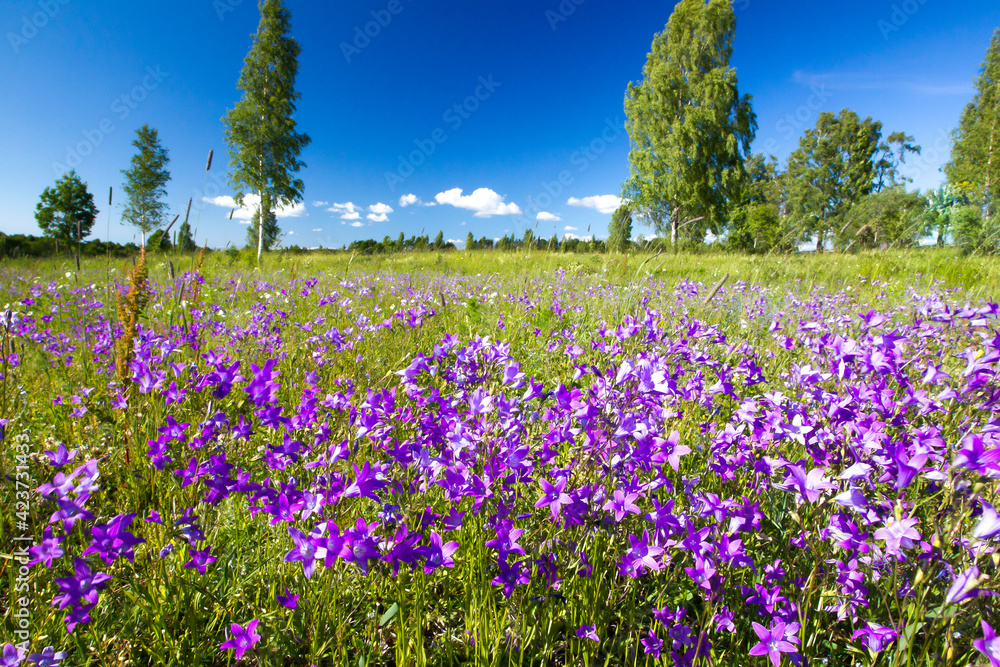 Environmental portrait of spreading bell-flowers blooming in the semi natural meadow with the spring emerald green vegetation and blue sky background Environmental portrait of spreading bell-flowers blooming in the semi natural meadow with the spring emerald green vegetation and blue sky background