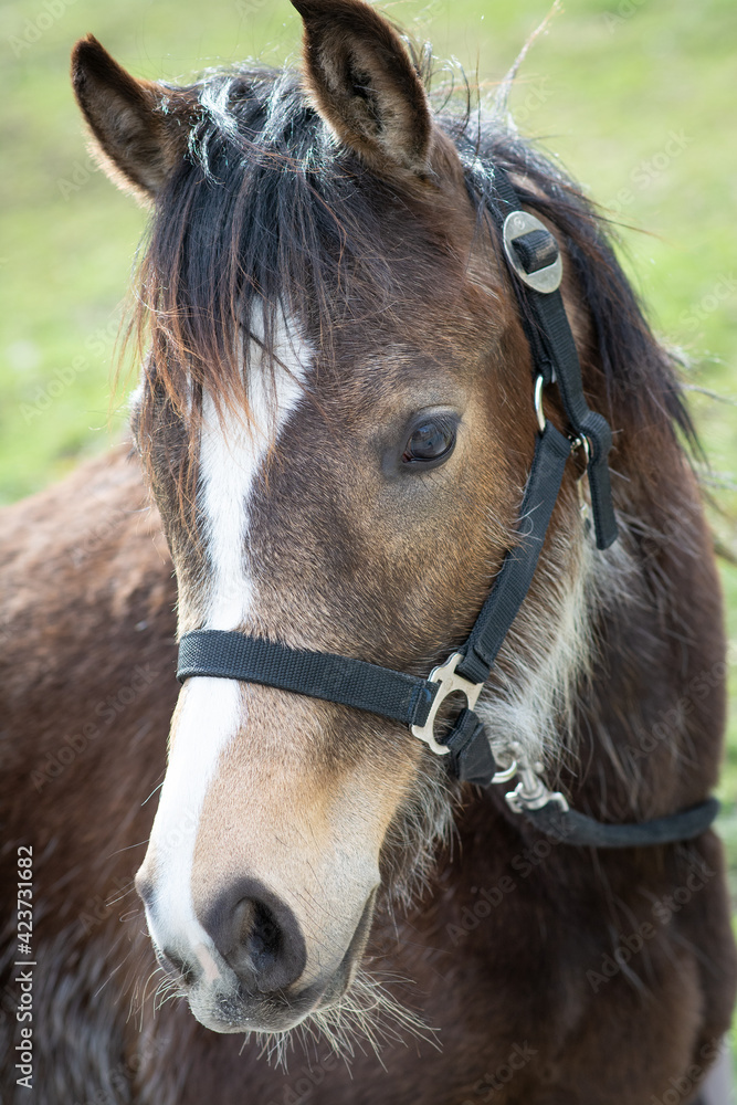 Obraz premium Fohlen 