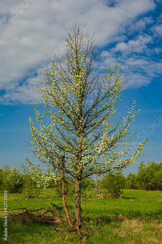 wild pear tree blooms in the meadow on a sunny day.