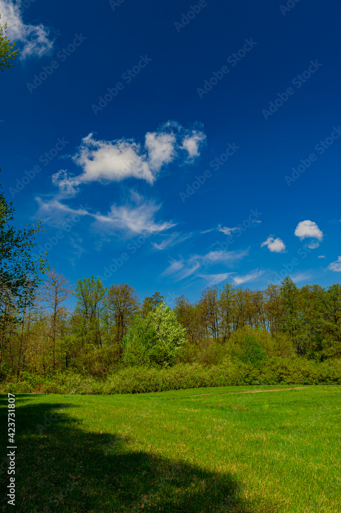 Clouds, deciduous forest and green meadow and shadow on a sunny day, landscape.