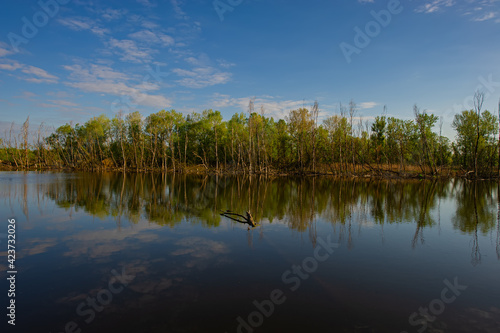 Deciduous forest on the bank and water of the river, rural landscape.