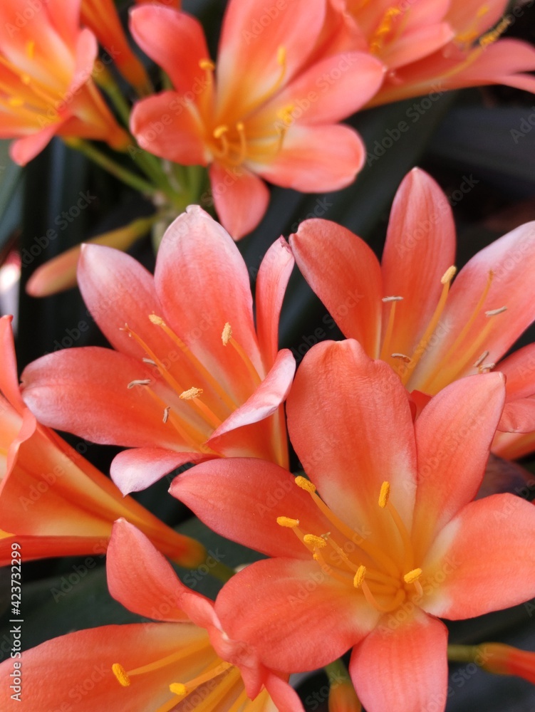 Naklejka premium true natural open flowers vivid colors