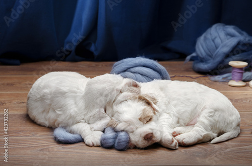 two puppies sleeping together. newborn dog clumber spaniel at home