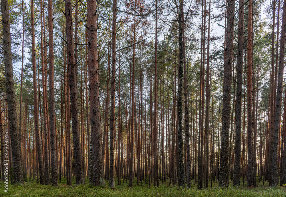 Pine tree forest during sunset in the Kemeri National Park near Jurmala, Latvia Pine tree forest during sunset in the Kemeri National Park near Jurmala, Latvia