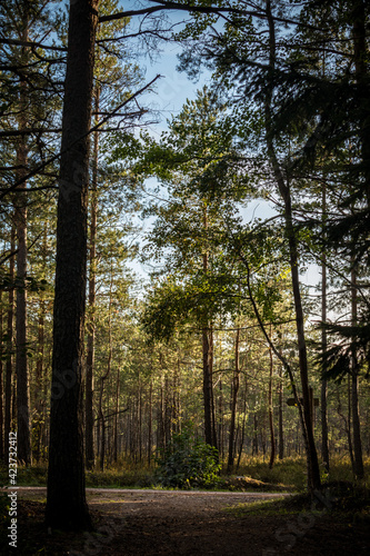 Moody forest trail in the Kemeri National Park near Jurmala, Latvia © Janis Eglins
