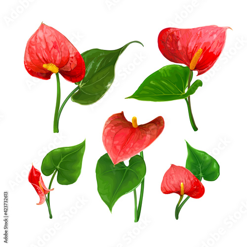 A set of different Anthurium flowers with leaves isolated on a white background. Bright red buds. Vector botanical illustration. Exotic tropical elements for design wedding invitations  cards